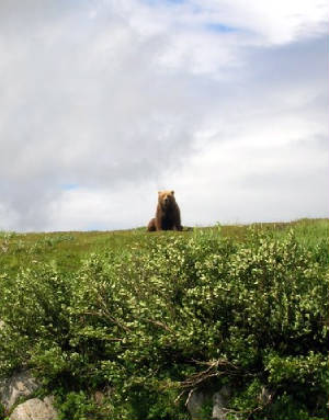 bear6.jpg